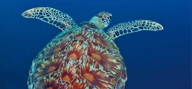 Natura 2000 – Key drivers of success