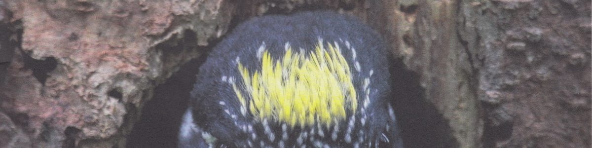 Natura 2000 – 40 years of the Birds Directive