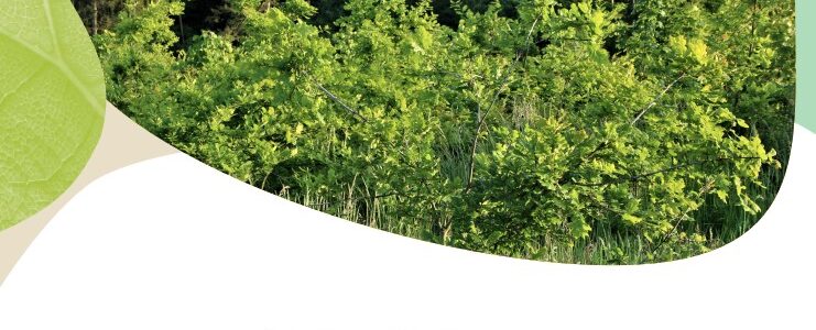 Orientări privind practicile de împădurire, reîmpădurire și plantare de arbori favorabile biodiversității